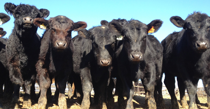 Livestock