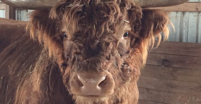 Livestock