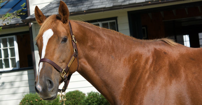 equine-03